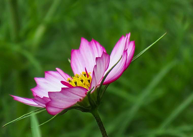 pink cosmos flower garden