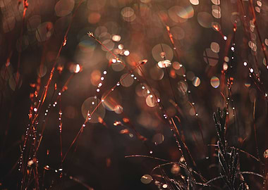 Dew drops on the grass