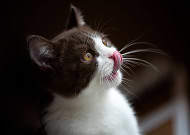 British Shorthair Cat