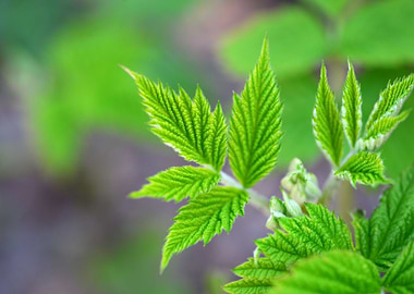 raspberry green leaf