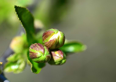 tree flower bud