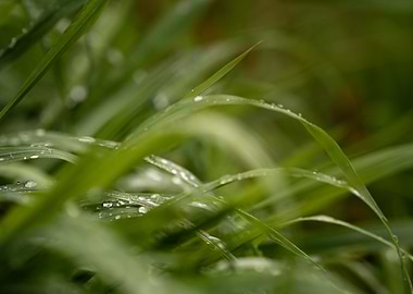 Refreshing Grass