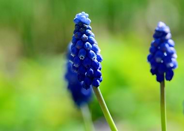 Grape Hyacinth flower