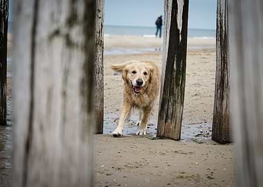 Dog run on the Beach