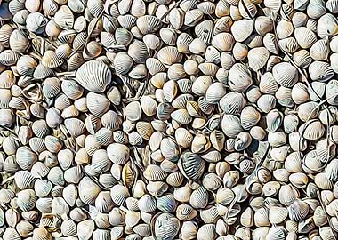 Seashells on the beach