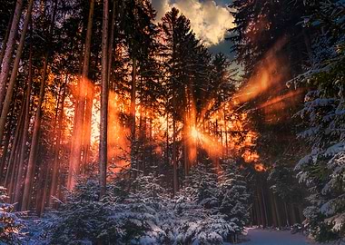 Winter wonderland sunset