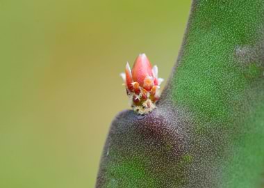 cactus bud detail