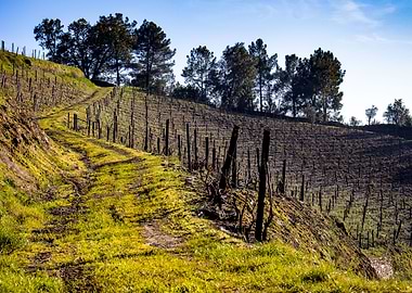 In between the vines