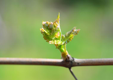 vine bud macro