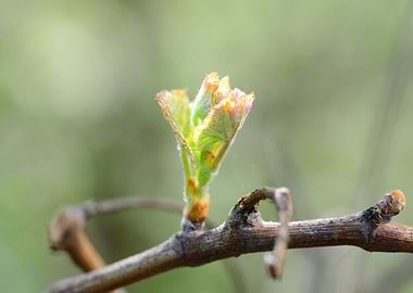 vine bud macro