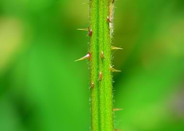 blackberry thorns macro