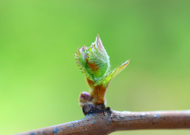 vine bud macro