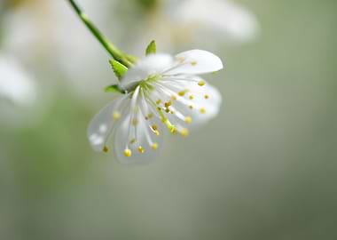 sour cherry tree flower