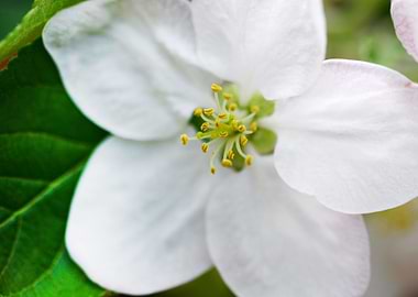 apple tree flower