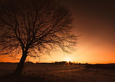Sunset at the tree