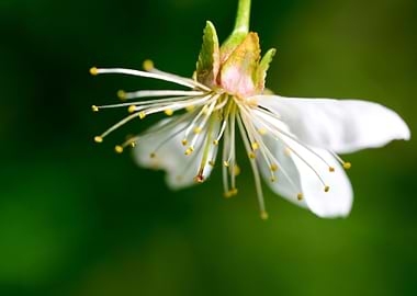 sour cherry tree flower