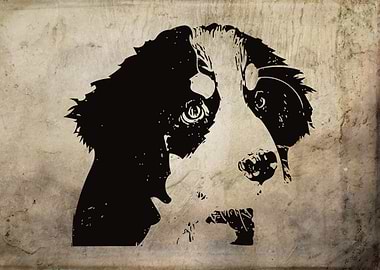 Bernese Mountain Dog