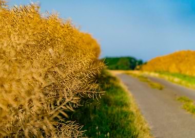 side road corn field