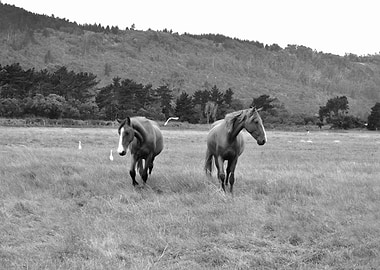 Horses Black and White