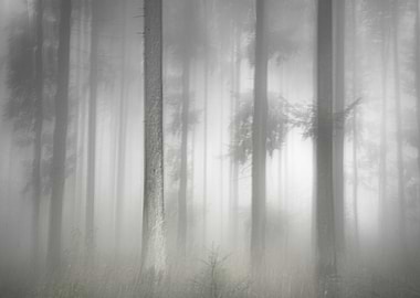 Foggy autumn forest