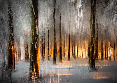 Winter forest