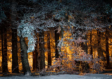 Sunset winter forest