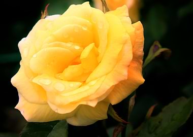 Yellow Rose