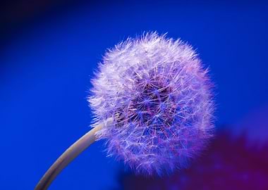 Dandelion seed head