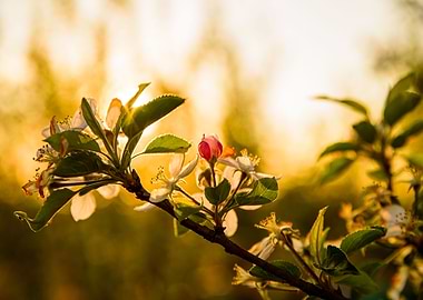 Blosssom apple tree