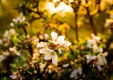 White apple tree flower