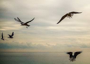 Seagulls flying on a beach