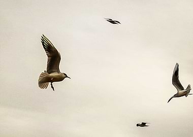 Seagulls flying on a beach