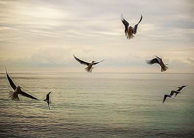 Seagulls flying on a beach