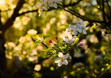 Golden hour apple tree