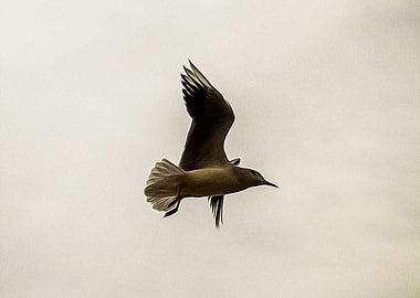 Seagulls flying on a beach