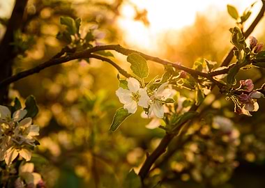 Golden hour apple tree