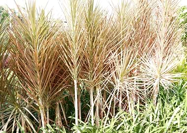 Beautiful Fresh Plant