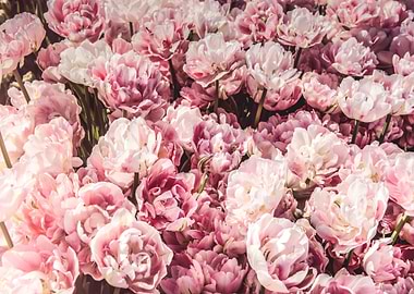 Peonies Rose Flowers