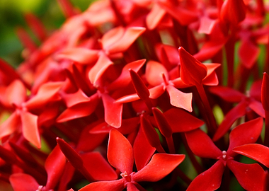 Red Flowers