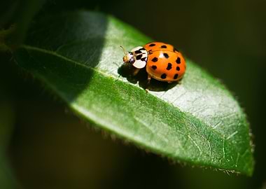 Ladybug at the leaf
