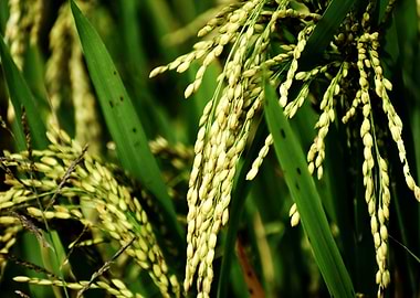 Cultivation of Paddy