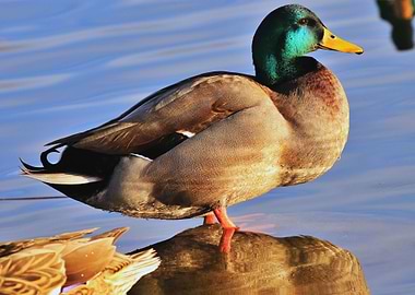 Duck Reflection