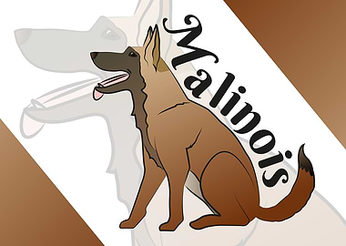 Malinois dog drawing