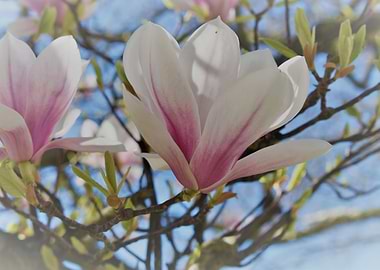 Magnolia Flower