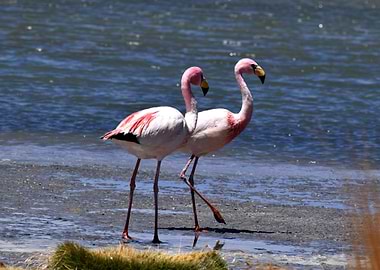 Pink flamingos chillin