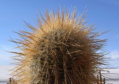 Giant cactus in a desert