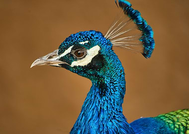 Blue Peacock