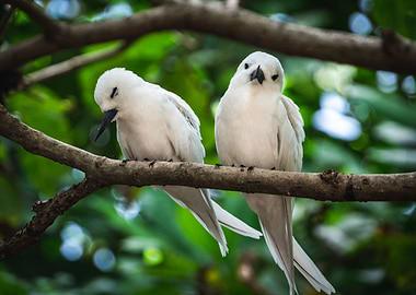 Couple of White Terns 2