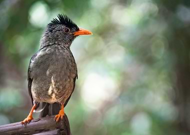 Curious Seychelles Bulbul