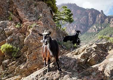 Mountain goats